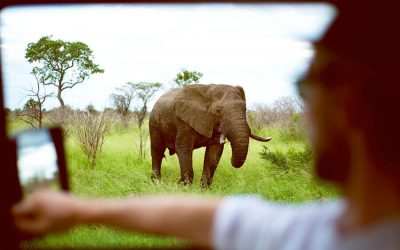 Safari med hyrbil i Sydafrika
