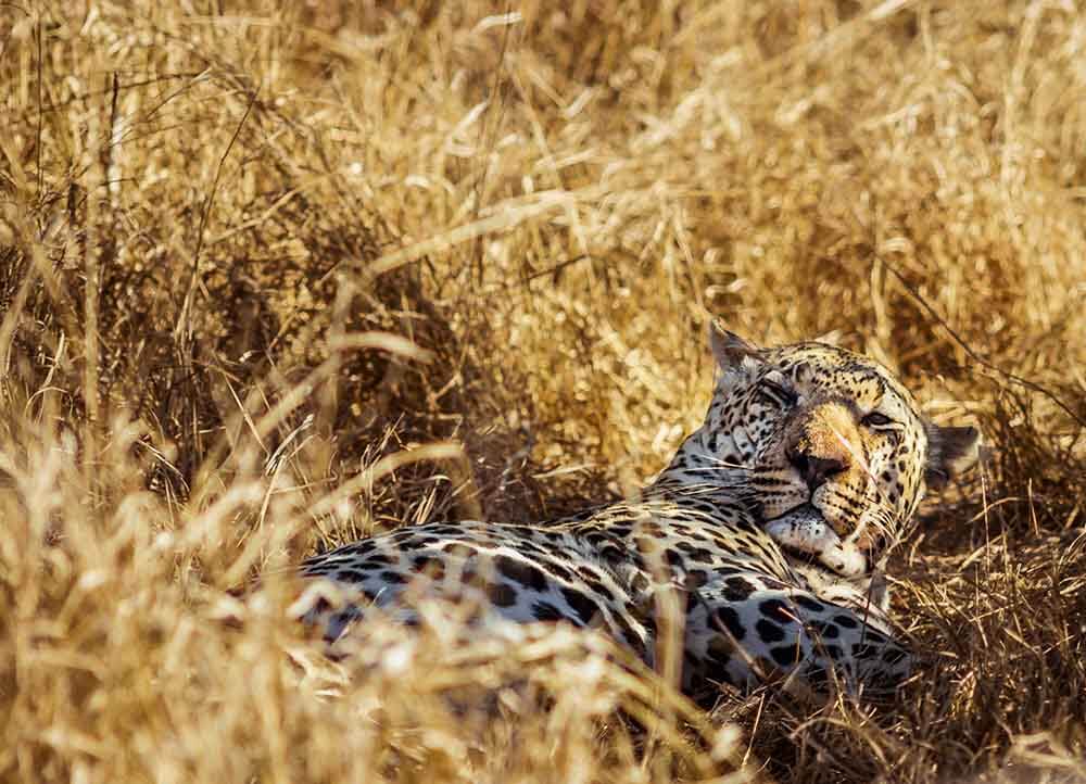 Leopard på safari i Sydafrika