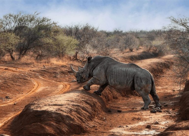 Noshörning på en safari i Krugerparken, Sydafrika
