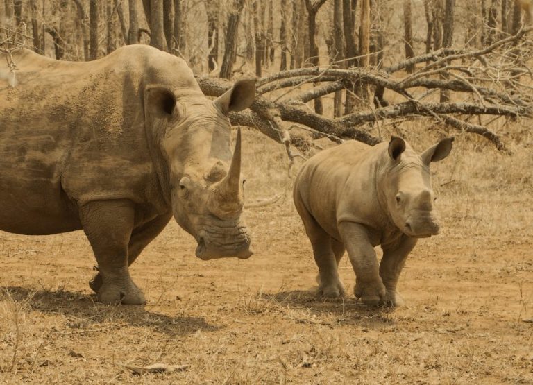 Noshörningar på en safari i Sydafrika