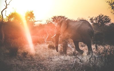 Elefant på safari i Krugerparken