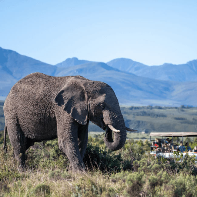 Elefant på Gondwana safari nära Kapstaden