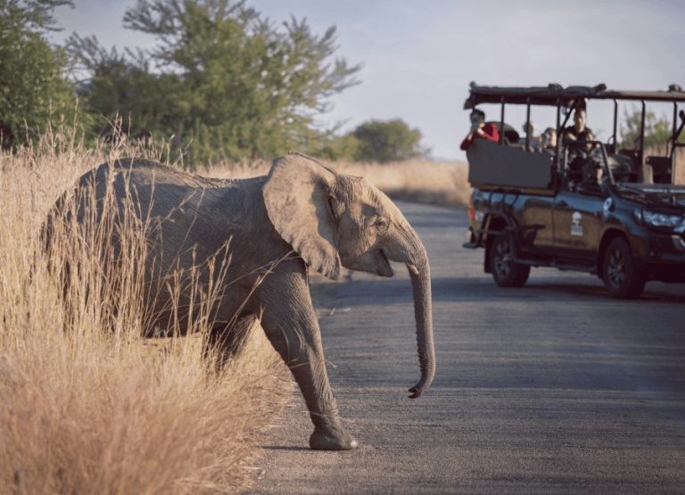 Elefant på en safari i Sydafrika