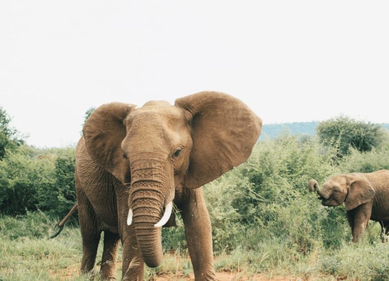 Elefanter på safari på Garden Route, Sydafrika