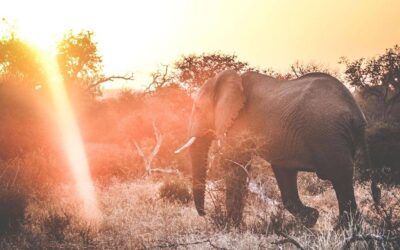Elefant på en safari i Kruger Nationalpark Sydafrika