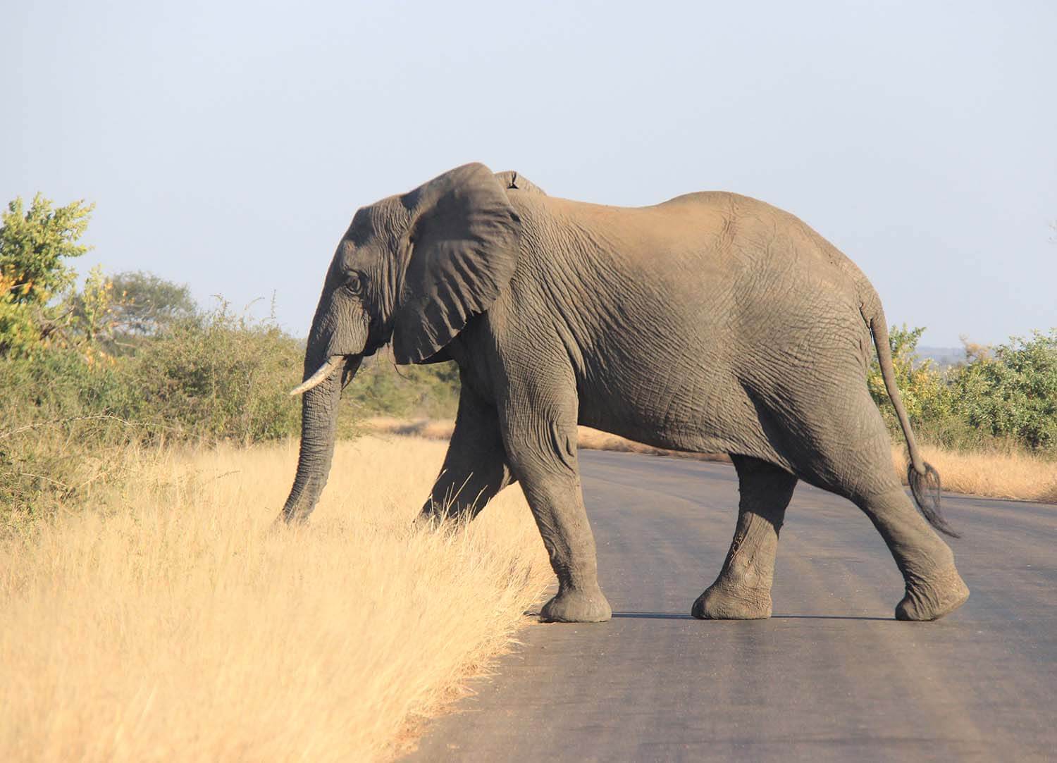 Elefant, safari i Krugerparken