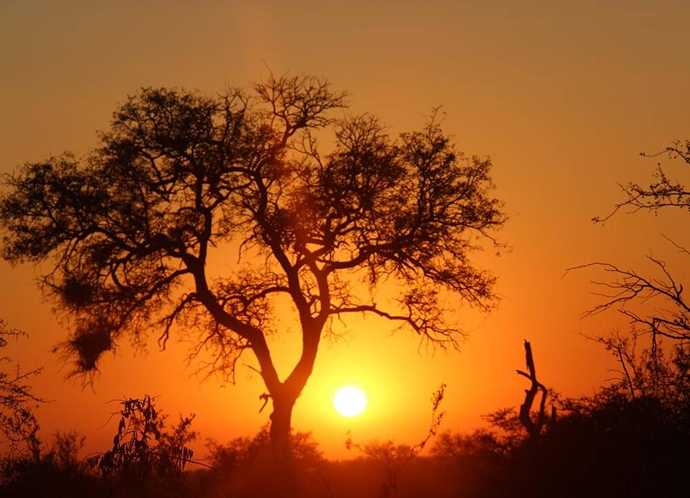 Solnedgång i Kruger nationalpark i Sydafrika