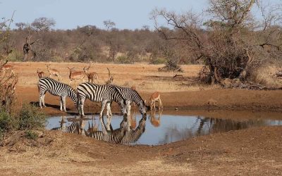 Zebror i Krugerparken, bästa safari i Sydafrika