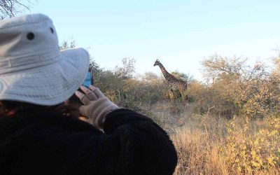 Giraff, malariafri safari Sydafrika