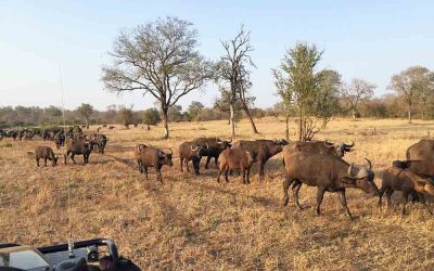 Safari i Sydafrika med svensk guide