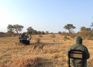 Safari nära Kapstaden med lejon