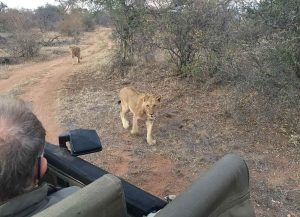 Lejon, safari i Sydafrika