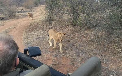 Lejon, safari i Sydafrika
