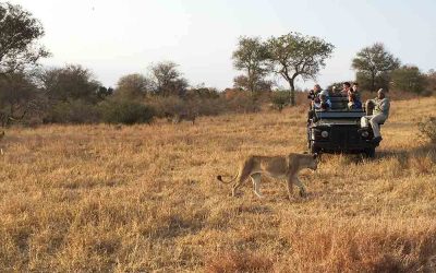 Packlista safari Sydafrika med lejon