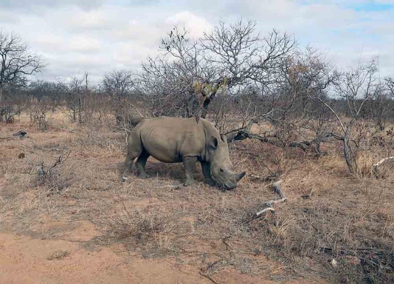 Noshörning på en safari i Sydafrika