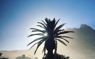 Palm i Kapstaden, Sydafrika