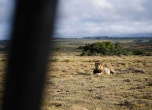 Big Five Safari under en av våra konferensresor i Sydafrika