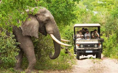 Elefant, safari i Sydafrika