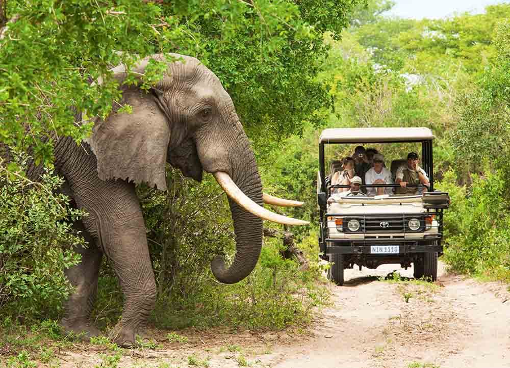Elefant, safari i Sydafrika