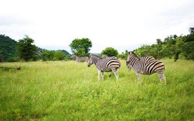 Zebror, safari resa till Sydafrika