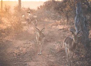 Se Impala, en afrikansk Antilop under en safari i Sydafrika