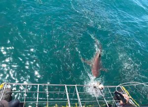 Dyka med vithaj i Sydafrika