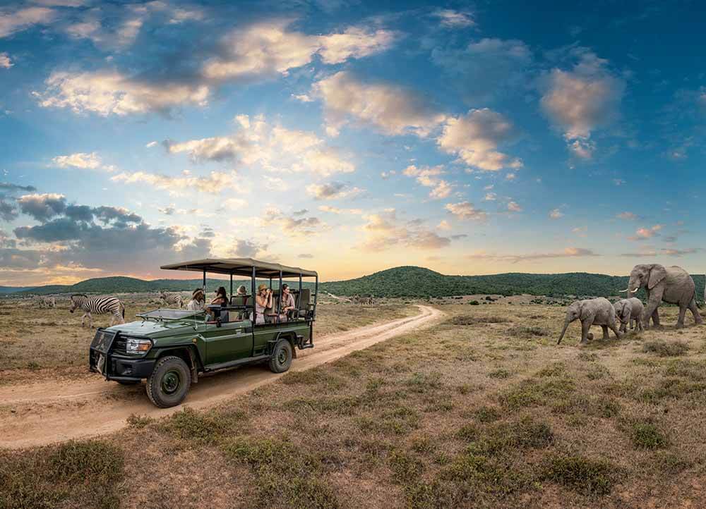 Elefanter på safariresor i Sydafrika