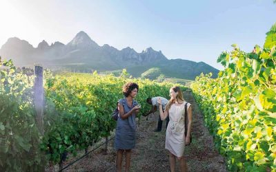 Promenad bland vinrankor på en vingård i Sydafrika