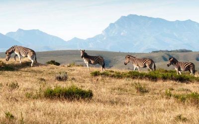 Zebror på en safari nära Kapstaden