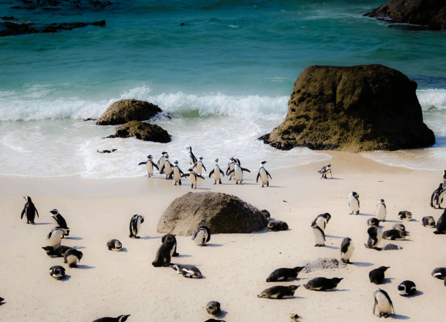Afrikanska pingviner p&aring; Boulders Beach n&auml;ra Kapstaden