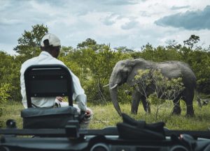 Elefant på en safari i Kruger Nationalpark Sydafrika