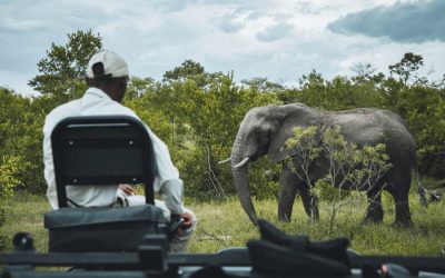 Elefant på en safari i Kruger Nationalpark Sydafrika