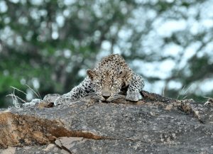Leopard, safari i Sydafrka