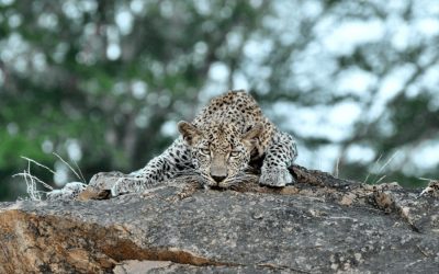 Leopard, safari i Sydafrka