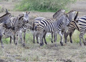 Zebror på en safari i Sydafrika
