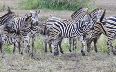 Zebror på en safari i Sydafrika